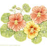 Nasturtium