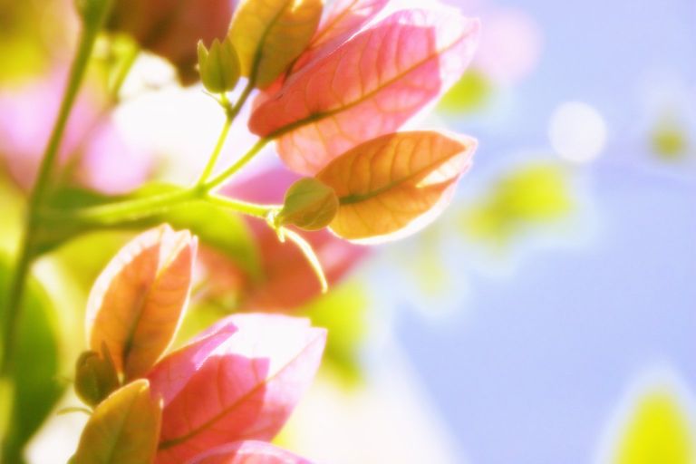 glowing flowers