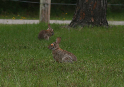 Bunnies