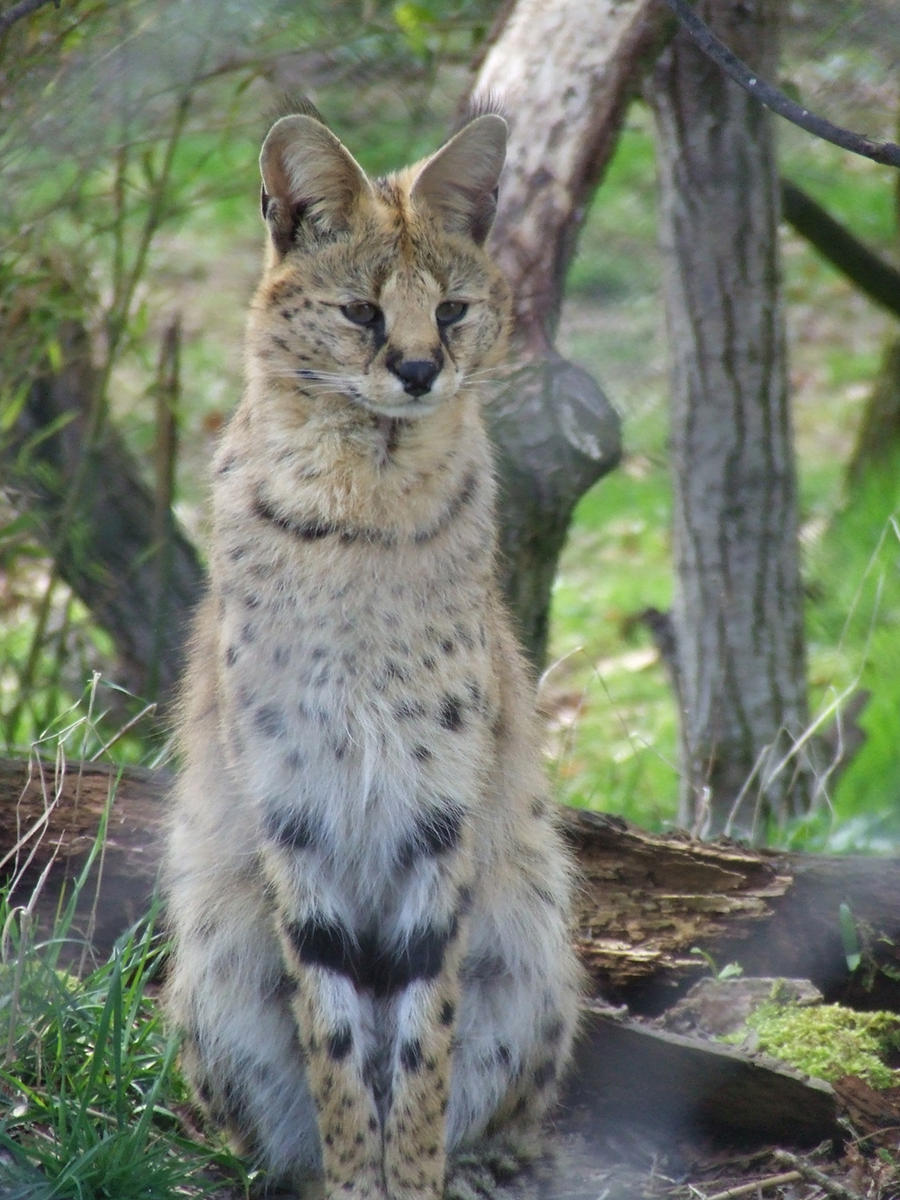 Serval