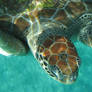 Sea Turtle upclose