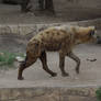 Hyena1
