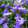 violet colored flowers