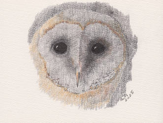 Barn owl