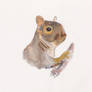 Grey squirrel