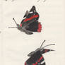 Red admiral butterfly in flight