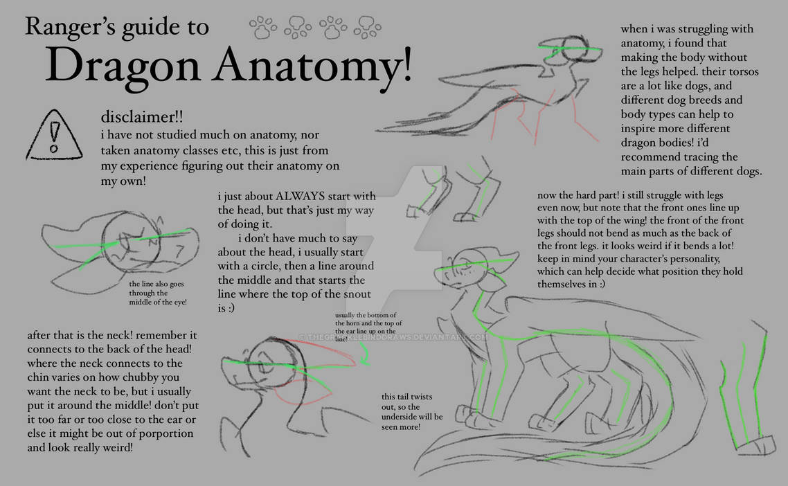 Dragon anatomy!! by TheGrackleBirddraws on DeviantArt