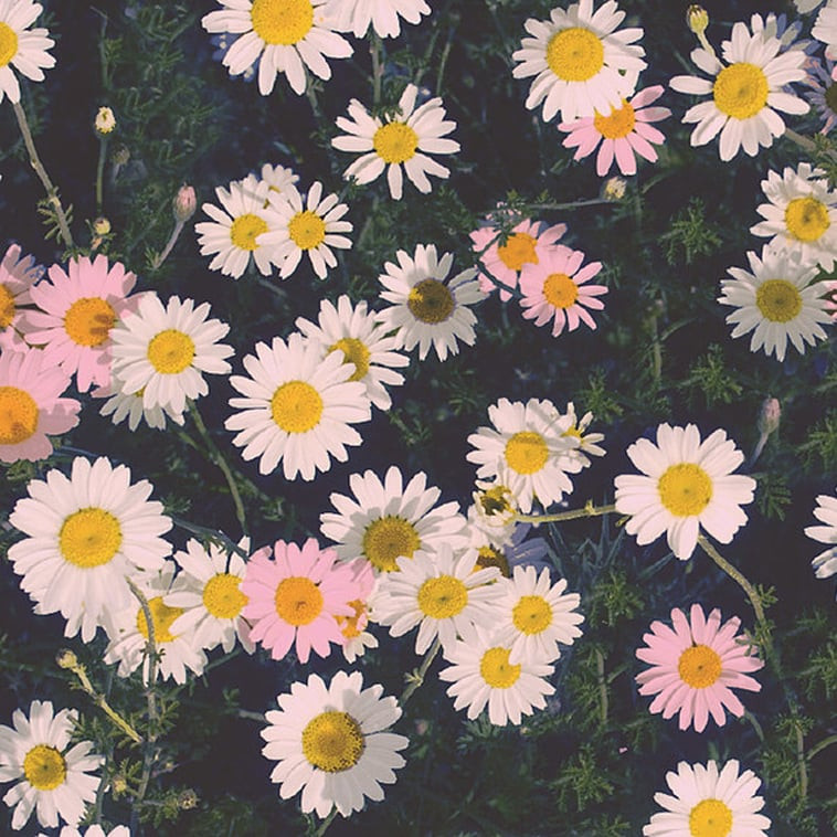 iPhone-Wallpaper