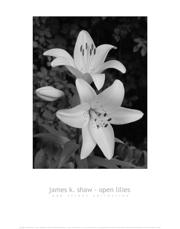 open lilies - bw