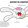 Anatomy of a Phantom- Animal Jam (OLD)
