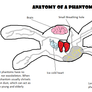 Anatomy of a Phantom- Animal Jam (OLD)