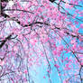 Let it rain pink!