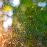 Light In a Dirty Window