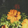 Tangerine Marigolds
