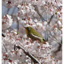 Japan 2012 - Sakura birdy