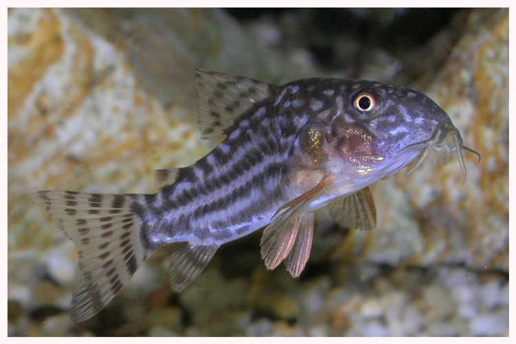 Corydoras Sterbai