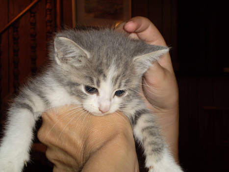 chloe as a kitten.