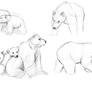 Bear Studies