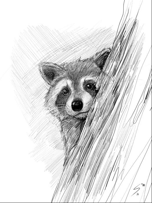 Raccoon Portrait