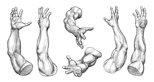 Arm Studies (Male)
