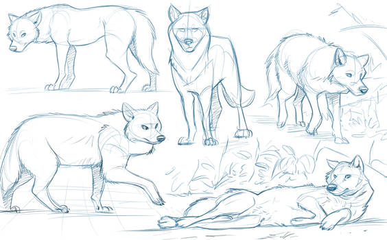 Wolf Studies