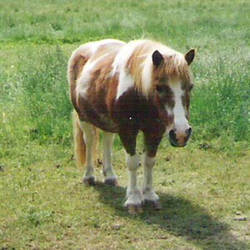 Bunny the oldest mare