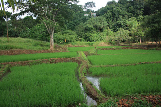 Little rice field
