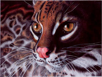 Margay Cat - BIC Ballpoint Pen by VianaArts