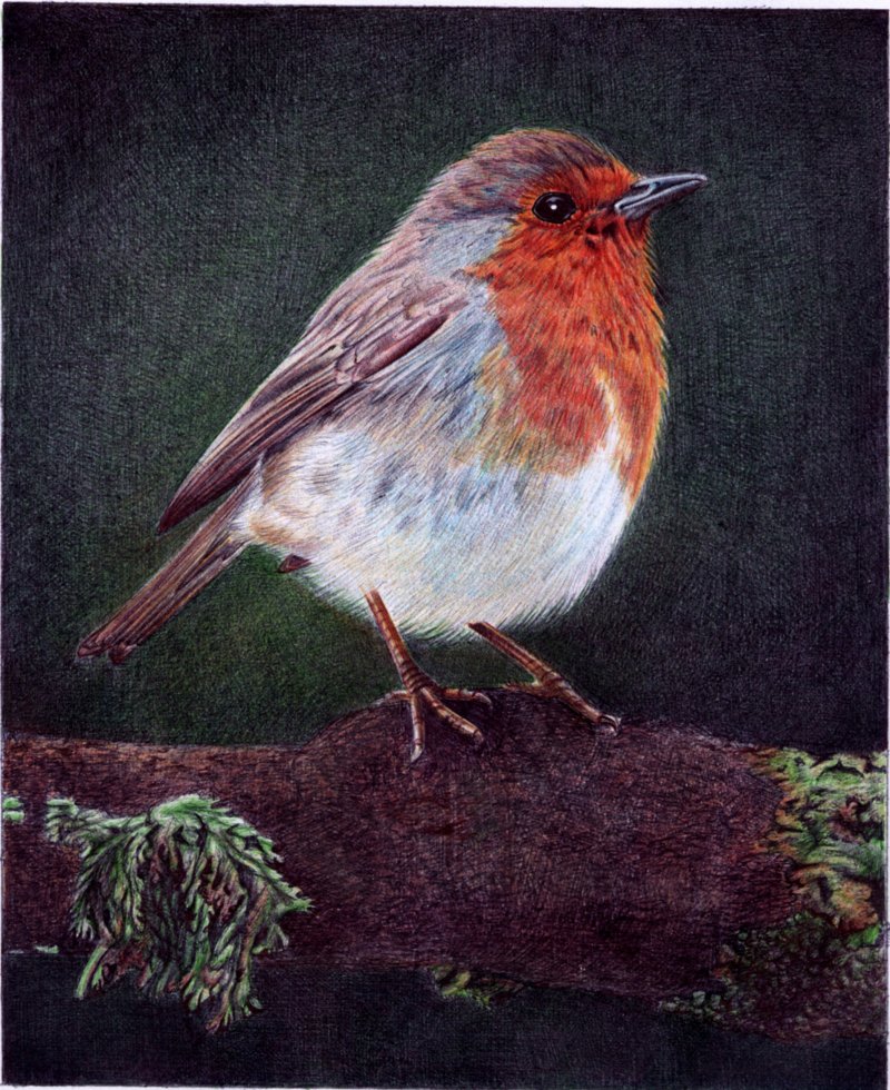 European Robin - Bic Ballpoint Pen