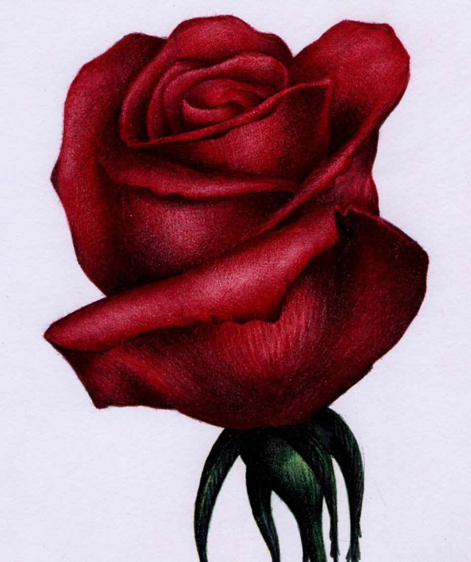 Red Roses Drawings In Color