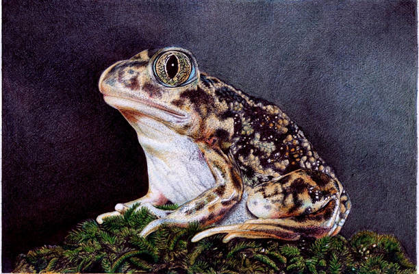 Sitting Toad - Bic Ballpoint Pen