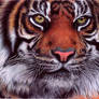 Tiger - Bic Ballpoint Pen