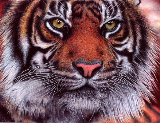 Tiger - Bic Ballpoint Pen