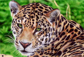 Jaguar - Ballpoint Pen