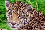 Jaguar - Ballpoint Pen by VianaArts