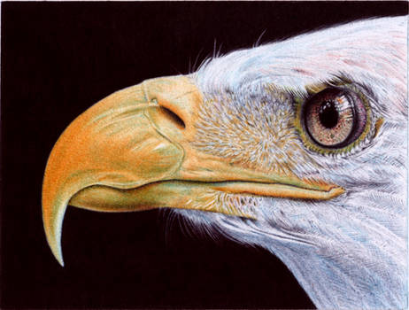 Bald Eagle - Ballpoint Pen