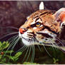 Ocelot - Bic Ballpoint Pen