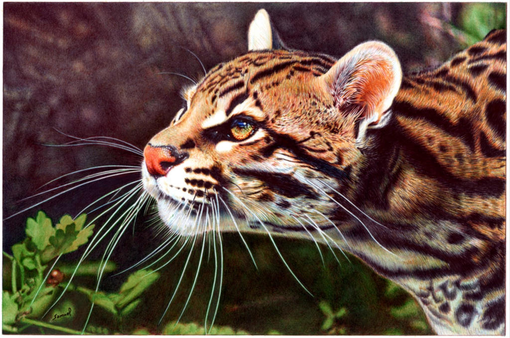 Ocelot - Bic Ballpoint Pen by VianaArts