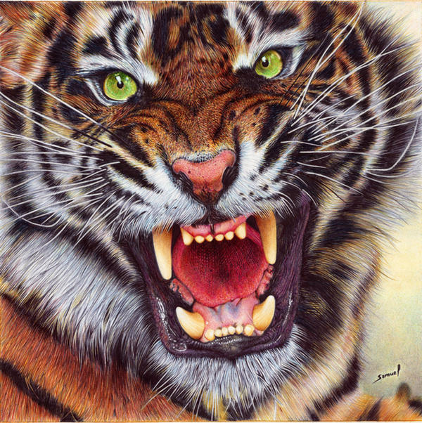 Angry Tiger - Ballpoint Pen by VianaArts Angry Tiger - Ballpoint Pen by VianaArts