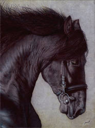 Horse Head - Ballpoint Pen