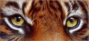 Tiger Eyes - Ballpoint Pen