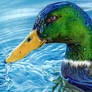 Mallard Duck - Ballpoint Pen