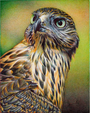 Young Hawk - Ballpoint Pen by VianaArts Young Hawk - Ballpoint Pen by VianaArts