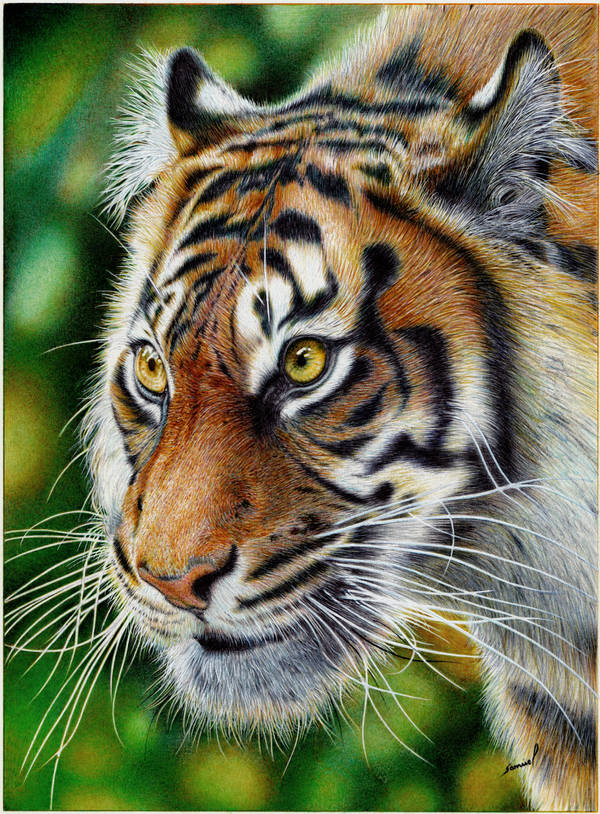 Glancing Tiger - Ballpoint Pen by VianaArts