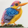 Dwarf Kingfisher - A ballpoint pen study