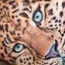Leopard - Ballpoint Pen