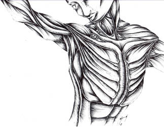 Humanoid upper body muscles