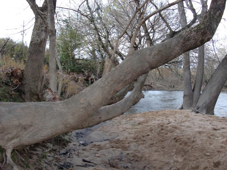 Riverside Tree 3 by RandJ-stockandref on DeviantArt