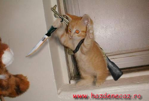 Rambo Cat by JanosMan45 on DeviantArt