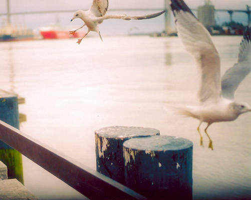 gulls